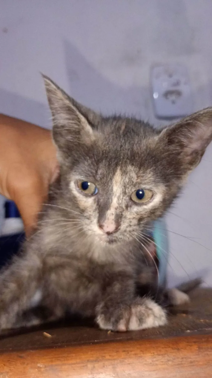 Gato raça SRD-ViraLata idade 2 a 6 meses nome Não há nome ainda