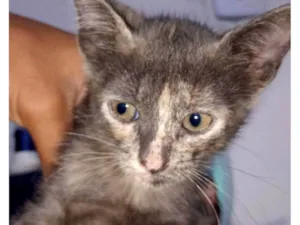 Gato raça SRD-ViraLata idade 2 a 6 meses nome Não há nome ainda