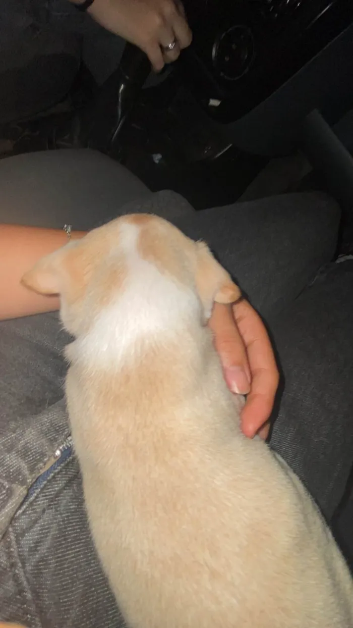 Cachorro raça SRD-ViraLata idade Abaixo de 2 meses nome ceci 