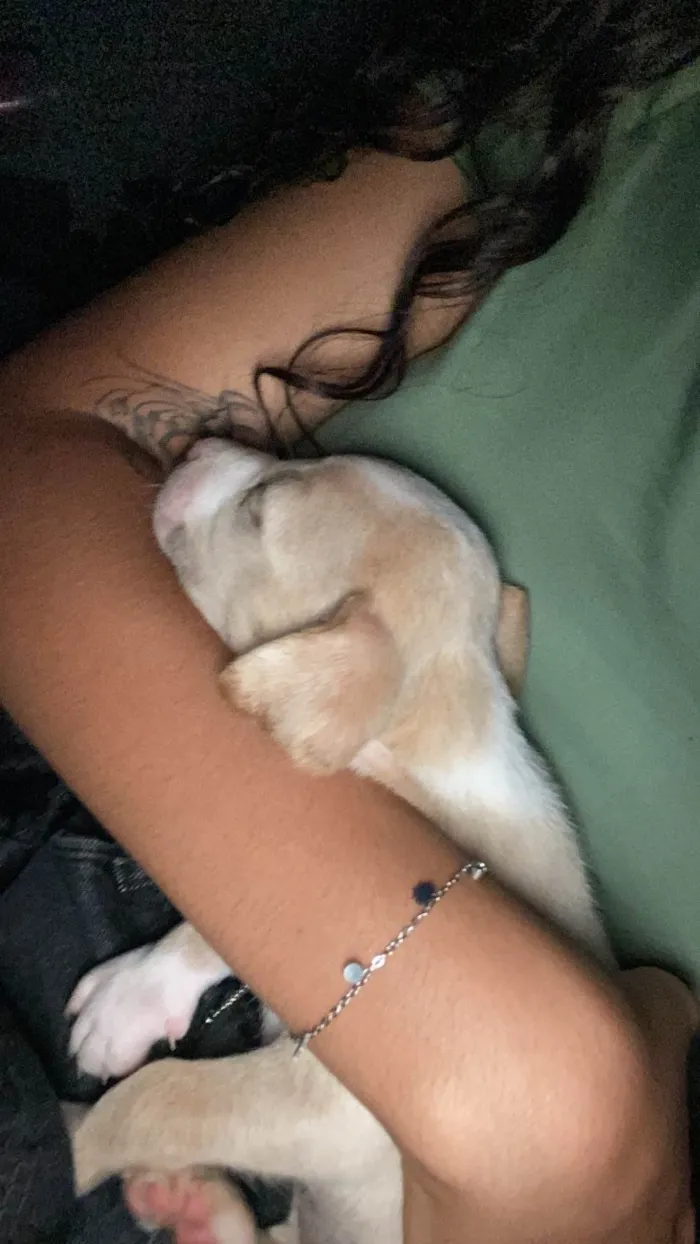 Cachorro raça SRD-ViraLata idade Abaixo de 2 meses nome ceci 