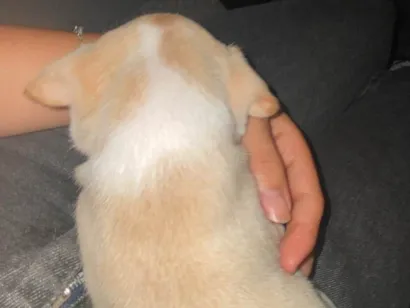 Cachorro raça SRD-ViraLata idade Abaixo de 2 meses nome ceci 