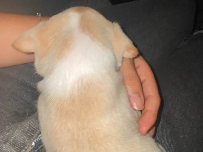 Cachorro raça SRD-ViraLata idade Abaixo de 2 meses nome ceci 