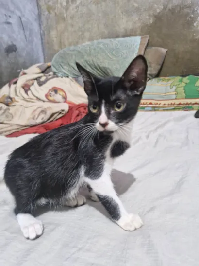 Gato raça SRD-ViraLata idade 2 a 6 meses nome Sem nome