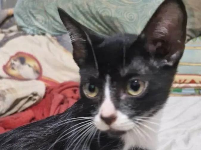 Gato raça SRD-ViraLata idade 2 a 6 meses nome Sem nome