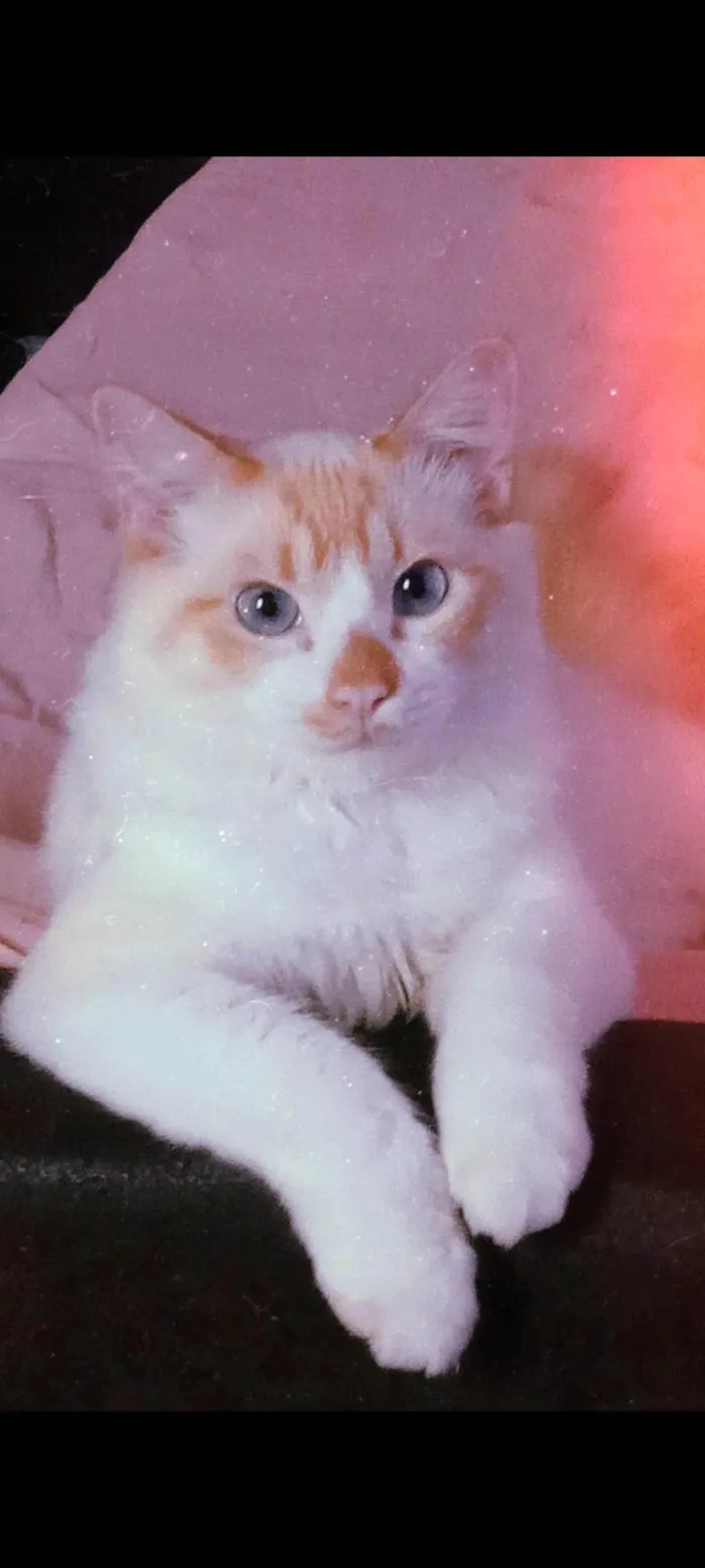 Gato raça SRD-ViraLata idade 3 anos nome Luffy