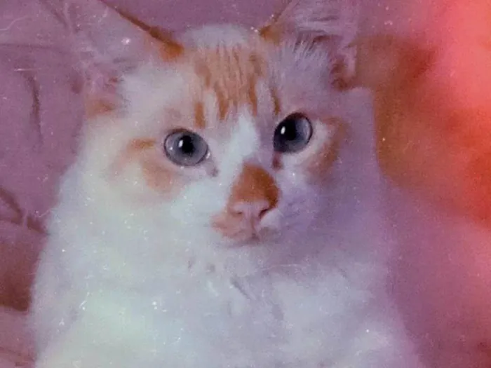 Gato raça SRD-ViraLata idade 3 anos nome Luffy