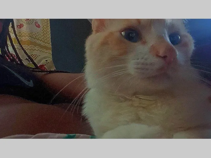Gato raça SRD-ViraLata idade 3 anos nome Luffy