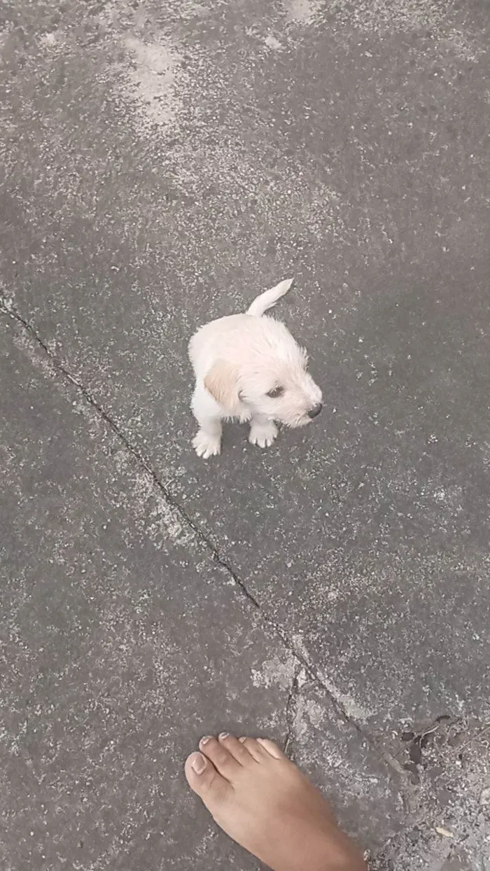 Cachorro raça Shitzu idade Abaixo de 2 meses nome Pudim