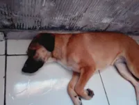 Cachorro raça SRD-ViraLata idade 1 ano nome Acerola 