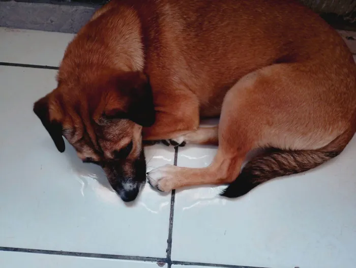 Cachorro raça SRD-ViraLata idade 1 ano nome Acerola 