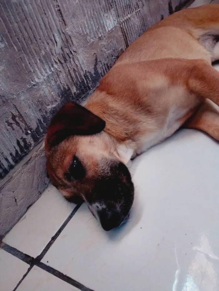 Cachorro raça SRD-ViraLata idade 1 ano nome Acerola 