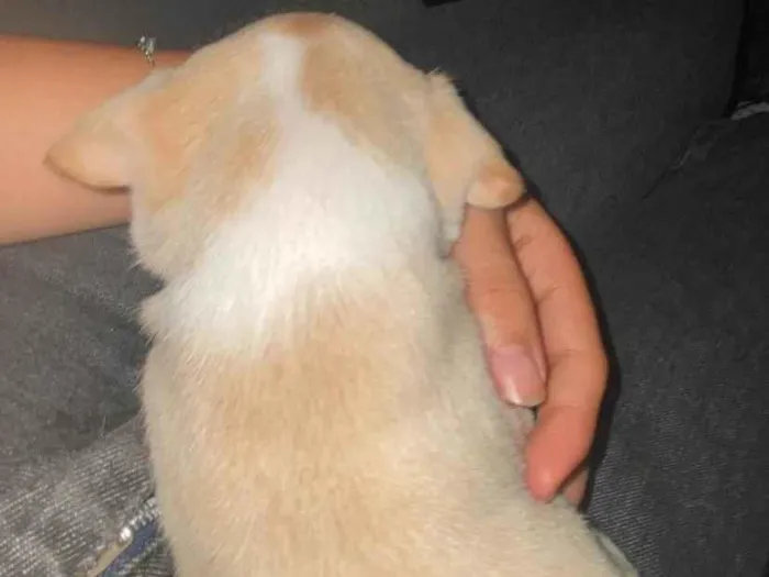 Cachorro raça SRD-ViraLata idade Abaixo de 2 meses nome ceci 