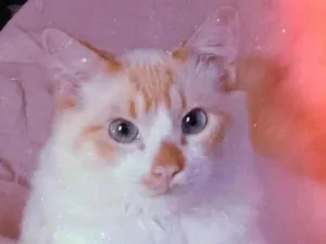 Gato raça SRD-ViraLata idade 3 anos nome Luffy