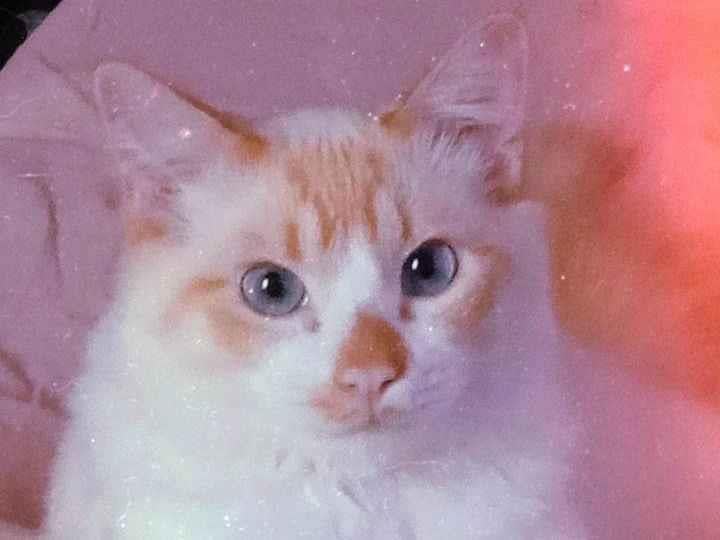 Gato raça SRD-ViraLata idade 3 anos nome Luffy