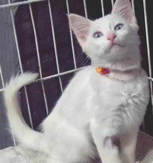 Gato raça SRD-ViraLata idade 2 a 6 meses nome NINI CLARA