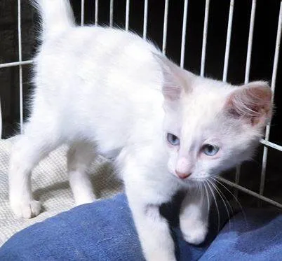Gato raça SRD-ViraLata idade 2 a 6 meses nome NINI CLARA