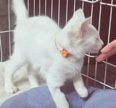 Gato raça SRD-ViraLata idade 2 a 6 meses nome NINI CLARA