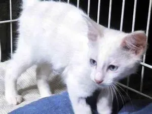 Gato raça SRD-ViraLata idade 2 a 6 meses nome NINI CLARA