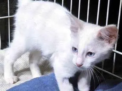 Gato raça SRD-ViraLata idade 2 a 6 meses nome NINI CLARA