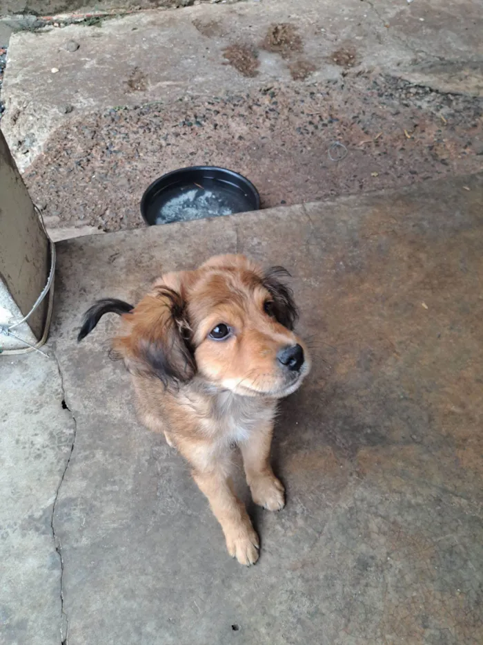 Cachorro raça SRD-ViraLata idade 2 a 6 meses nome Bolo fofo