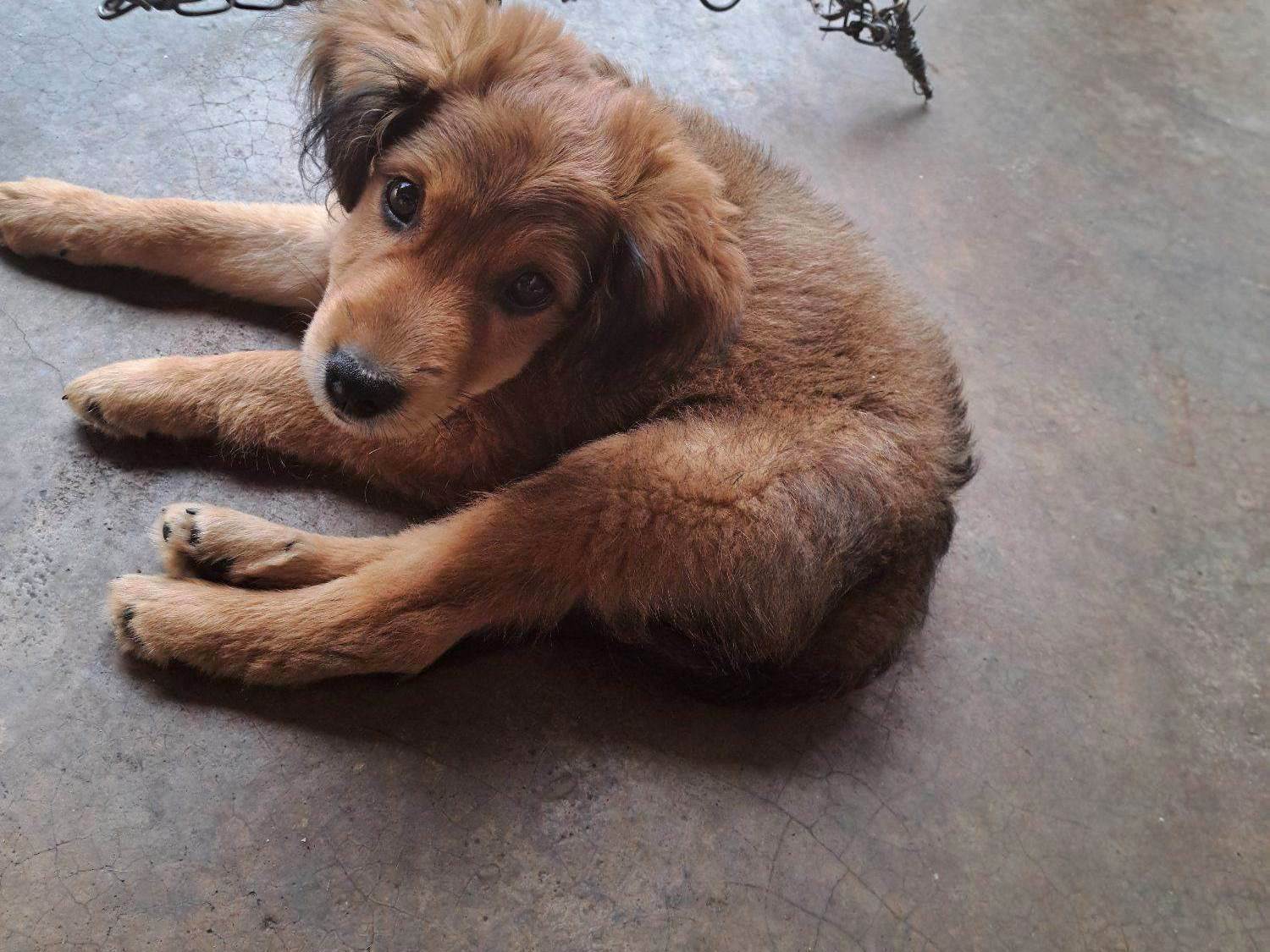 Cachorro raça SRD-ViraLata idade 2 a 6 meses nome Bolo fofo