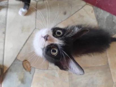 Gato raça SRD-ViraLata idade 2 a 6 meses nome Tik