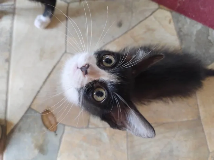 Gato raça SRD-ViraLata idade 2 a 6 meses nome Tik