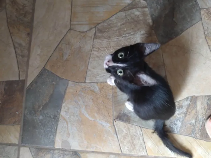 Gato raça SRD-ViraLata idade 2 a 6 meses nome Teko