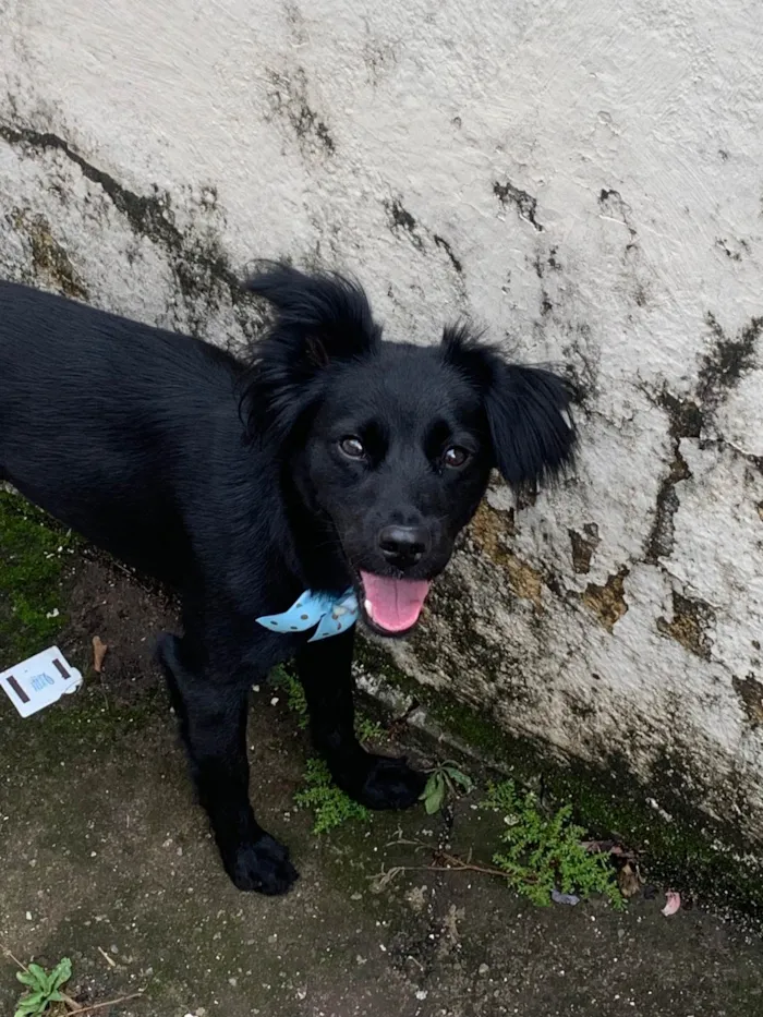 Cachorro raça SRD-ViraLata idade 1 ano nome Pantera