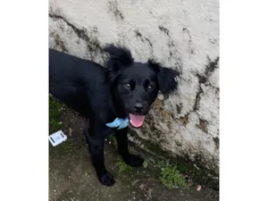 Cachorro raça SRD-ViraLata idade 1 ano nome Pantera