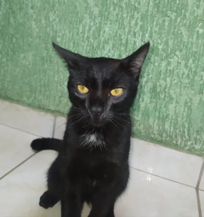 Gato raça Exótico idade 2 a 6 meses nome Chico