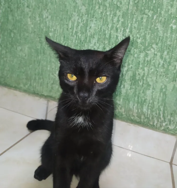 Gato raça Exótico idade 2 a 6 meses nome Chico