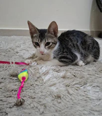 Gato raça SRD-ViraLata idade 2 a 6 meses nome Soneca