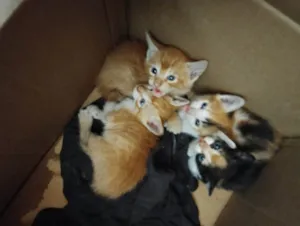 Gato raça SRD-ViraLata idade Abaixo de 2 meses nome Ainda sem nominho