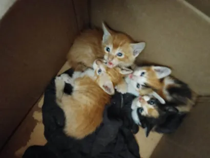 Gato raça SRD-ViraLata idade Abaixo de 2 meses nome Ainda sem nominho