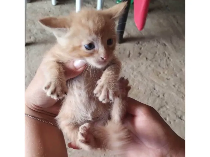 Gato raça SRD-ViraLata idade Abaixo de 2 meses nome Ainda sem nome