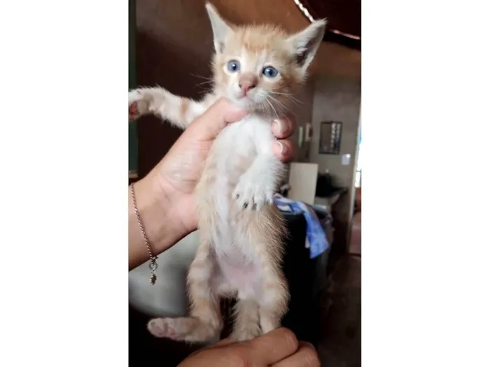 Gato raça SRD-ViraLata idade Abaixo de 2 meses nome Ainda sem nome
