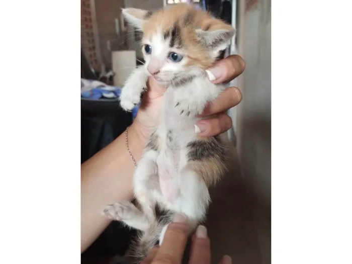 Gato raça SRD-ViraLata idade Abaixo de 2 meses nome Ainda sem nome