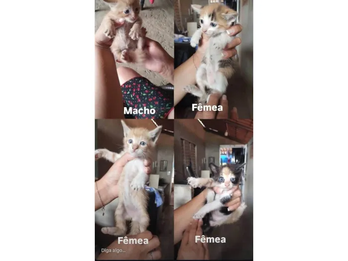 Gato raça SRD-ViraLata idade Abaixo de 2 meses nome Ainda sem nome