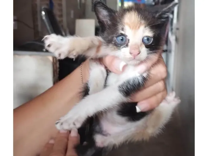 Gato raça SRD-ViraLata idade Abaixo de 2 meses nome Ainda sem nome