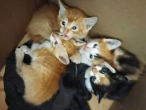 Gato raça SRD-ViraLata idade Abaixo de 2 meses nome Ainda sem nome