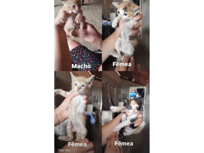 Gato raça SRD-ViraLata idade Abaixo de 2 meses nome Ainda sem nome