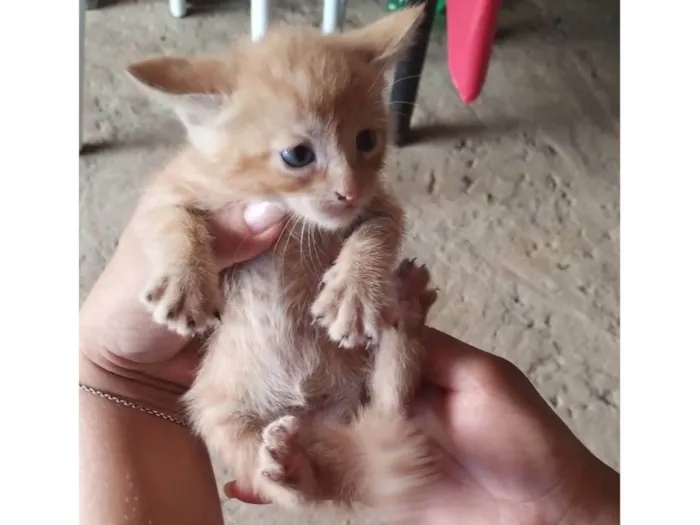 Gato raça SRD-ViraLata idade Abaixo de 2 meses nome Ainda sem nome