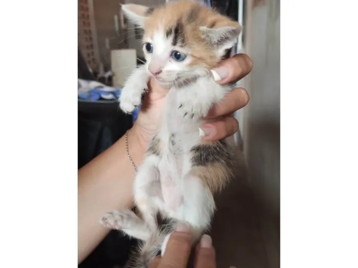 Gato raça SRD-ViraLata idade Abaixo de 2 meses nome Ainda sem nome