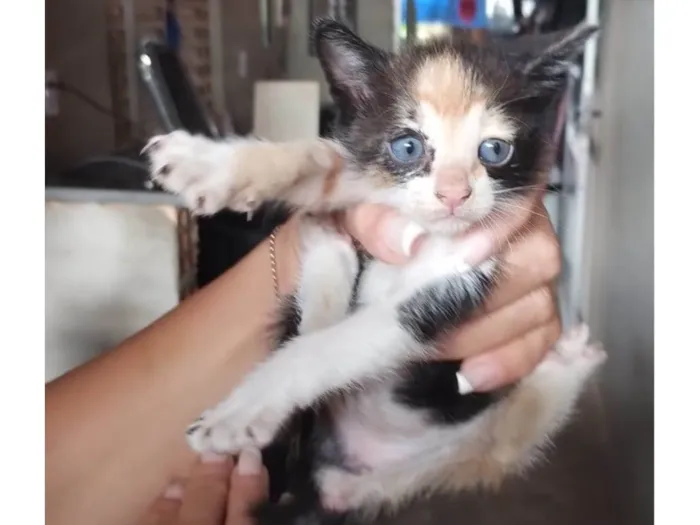 Gato raça SRD-ViraLata idade Abaixo de 2 meses nome Ainda sem nome