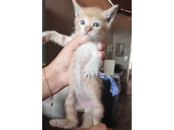 Gato raça SRD-ViraLata idade Abaixo de 2 meses nome Ainda sem nome