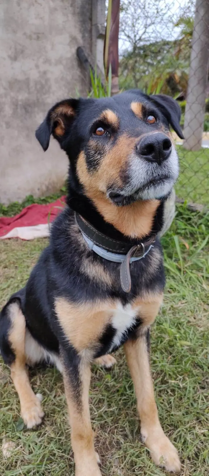 Cachorro raça SRD-ViraLata idade 4 anos nome Chicão 