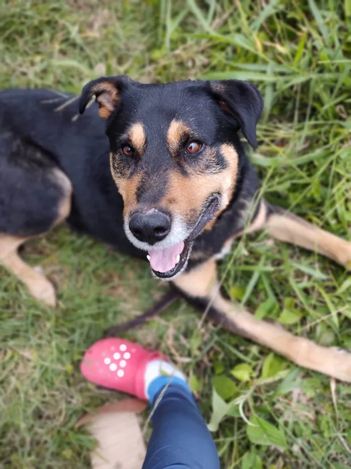 Cachorro raça SRD-ViraLata idade 4 anos nome Chicão 