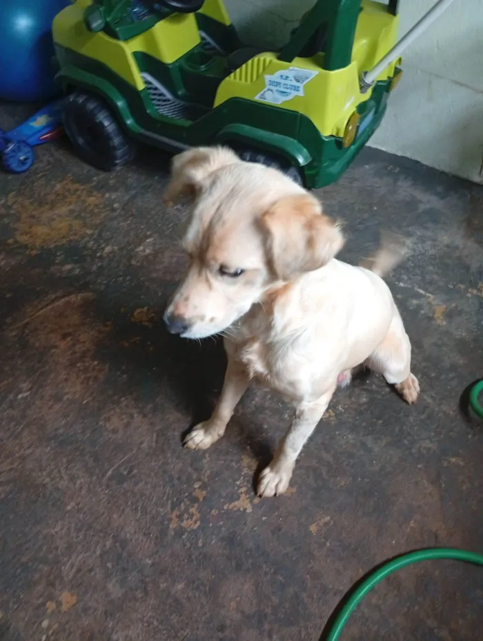 Cachorro raça SRD-ViraLata idade 7 a 11 meses nome Bernardo 