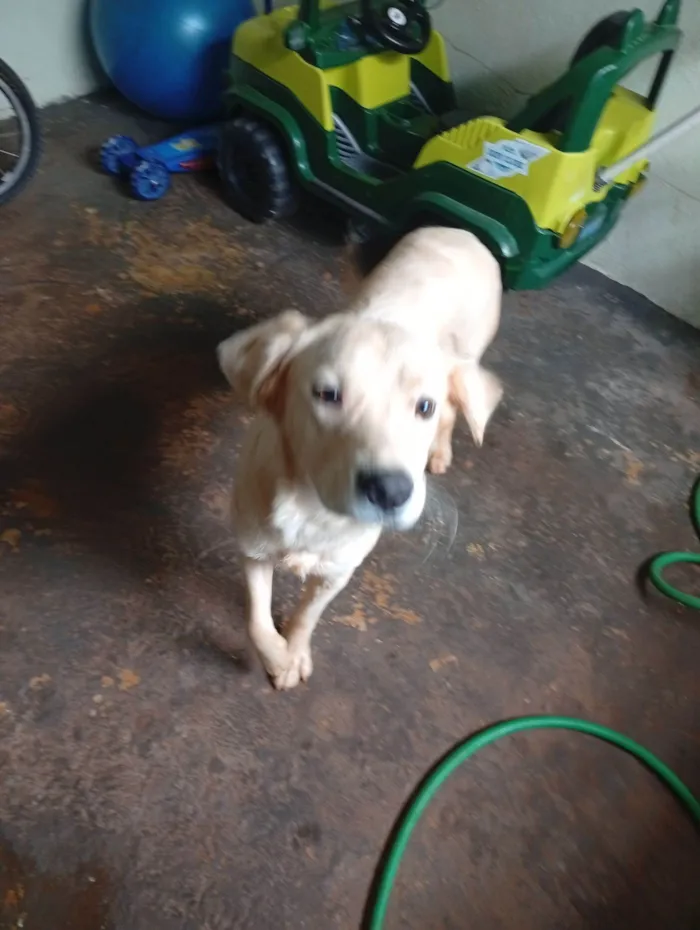 Cachorro raça SRD-ViraLata idade 7 a 11 meses nome Bernardo 